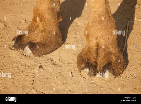 Camel toe illustration Stock Photos and Images